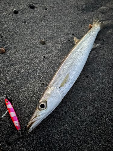 カマスの釣果