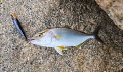 釣果