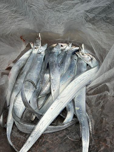 タチウオの釣果