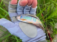 オイカワの釣果