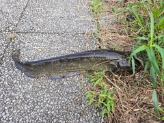 ナマズの釣果