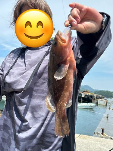 アコウの釣果