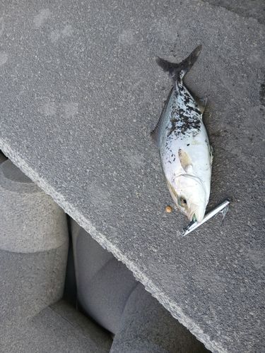 カンパチの釣果