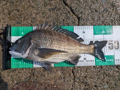 チヌの釣果