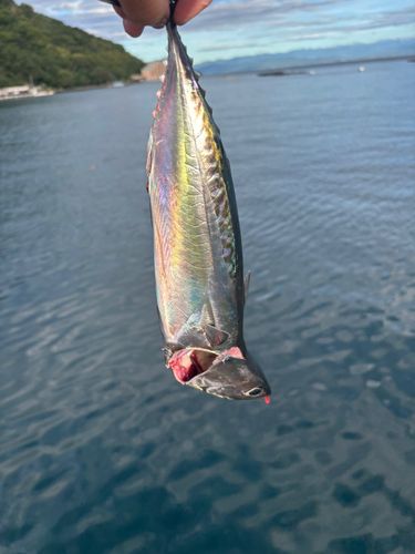 ソウダガツオの釣果