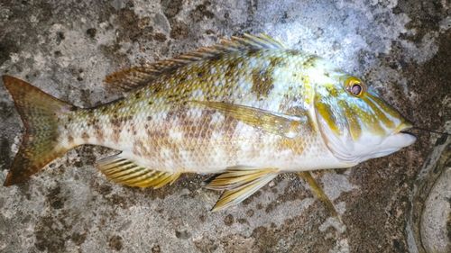 タマンの釣果