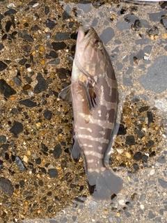 クエの釣果