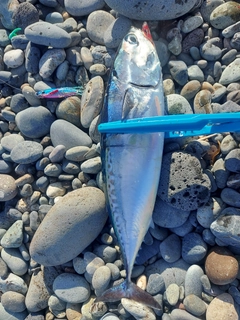 ソウダガツオの釣果
