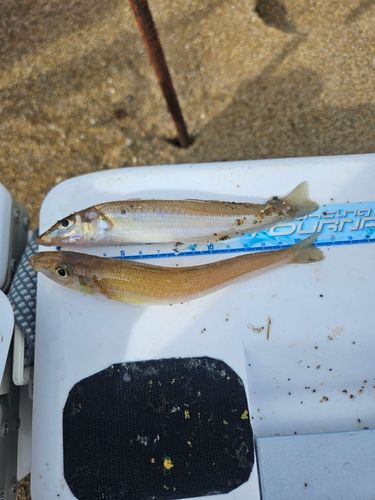 キスの釣果