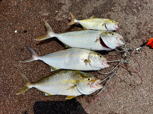 アカビラの釣果