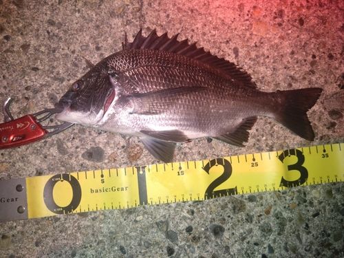 クロダイの釣果