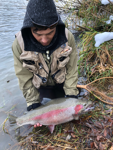 ニジマスの釣果