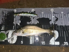 シーバスの釣果