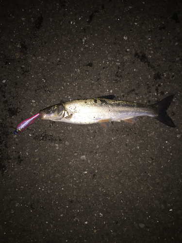 マルタウグイの釣果