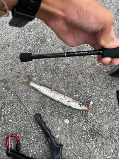 カマスの釣果