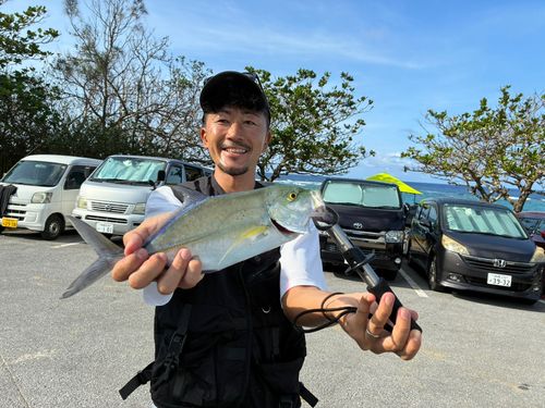 カスミアジの釣果