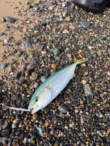 コゾクラの釣果