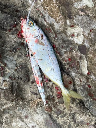 コゾクラの釣果