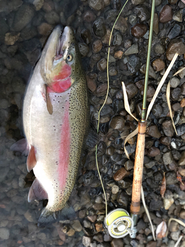 ニジマスの釣果