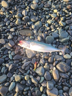 ソウダガツオの釣果