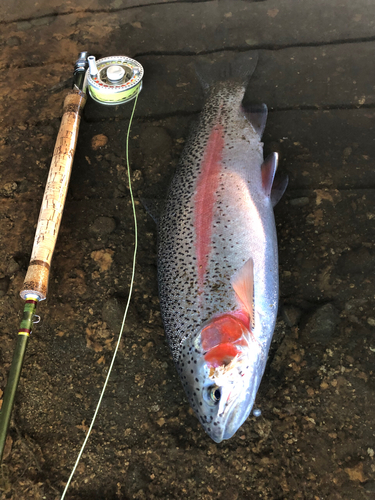 ニジマスの釣果