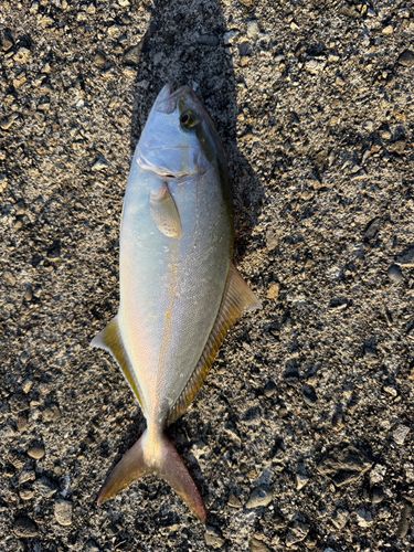シオの釣果
