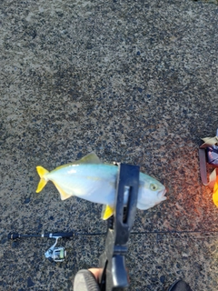 ワカシの釣果