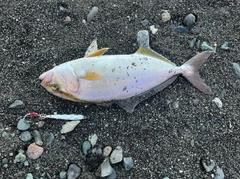 ショゴの釣果
