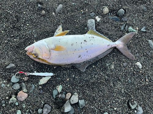 ショゴの釣果