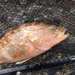 キジハタの釣果