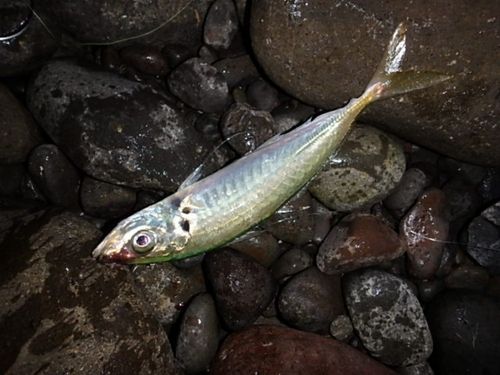 マルアジの釣果