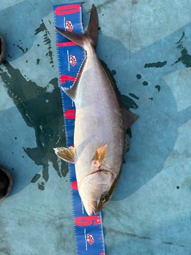 ネリゴの釣果