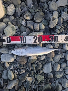 ソウダガツオの釣果