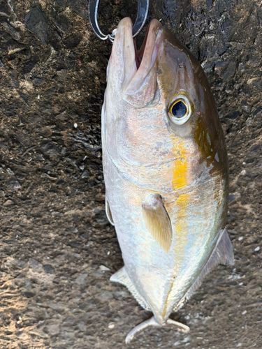 ネリゴの釣果