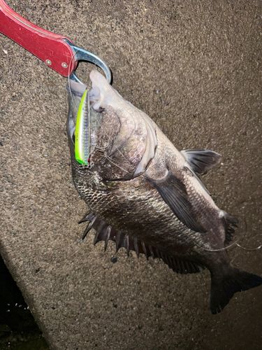 チヌの釣果
