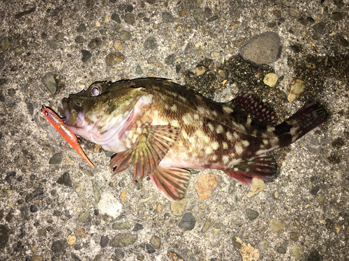 カサゴの釣果