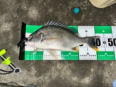 キビレの釣果