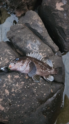 ムラソイの釣果
