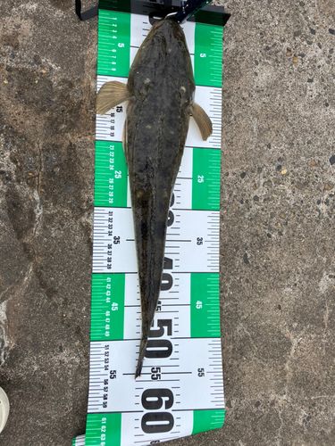 マゴチの釣果