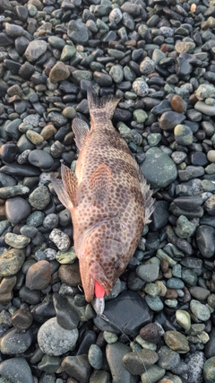 オオモンハタの釣果