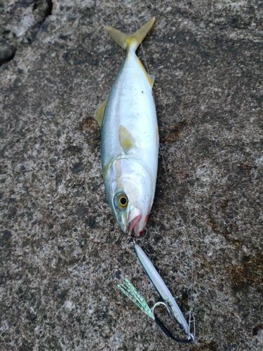 ツバスの釣果