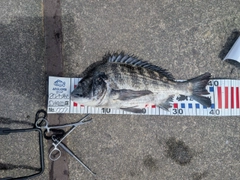 チヌの釣果