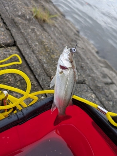 セイゴ（ヒラスズキ）の釣果
