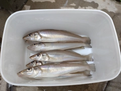 キスの釣果
