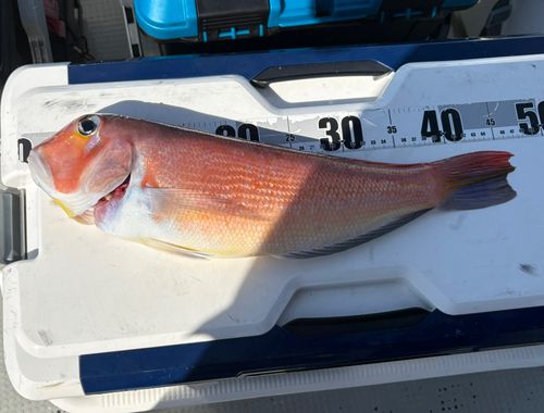 アマダイの釣果