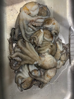 マダコの釣果