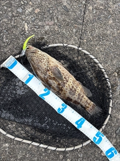 チャイロマルハタの釣果