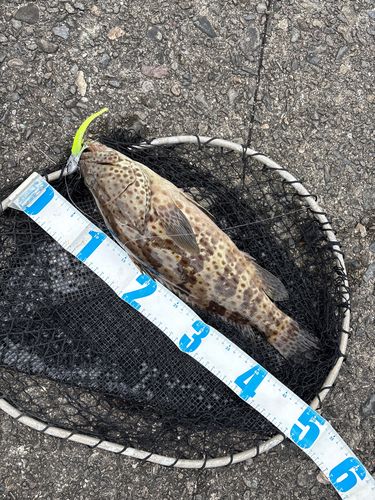 チャイロマルハタの釣果