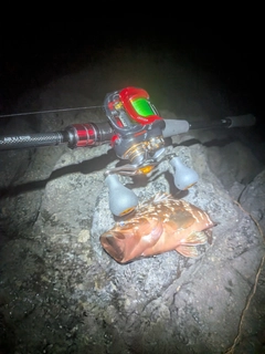 キジハタの釣果