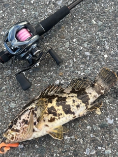 タケノコメバルの釣果
